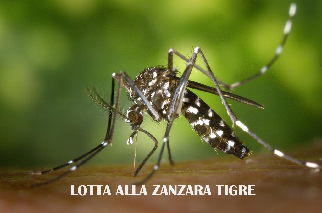 Campagna di contrasto alla diffusione della zanzara tigre